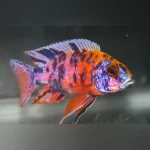 Peacock Kaleidoscope Cichlid