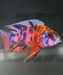 Peacock Kaleidoscope Cichlid