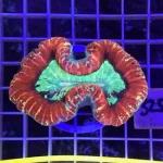 Open/Trachy Red Brain Coral