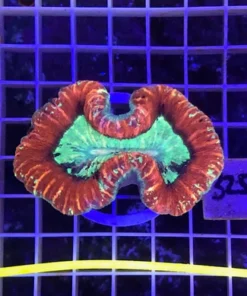 Open/Trachy Red Brain Coral