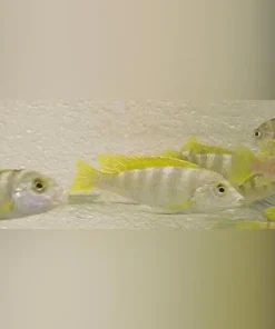 Perlmutt Cichlid