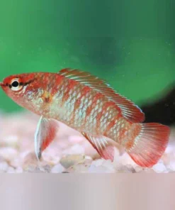 Scarlet Gem Badis