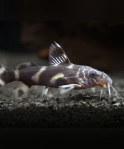 Mustard Catfish