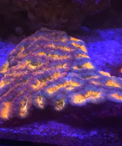Alternative view of Orange Acanthastrea Coral