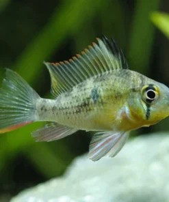 Bolivian Ram