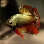 Dragon Scale Show Betta