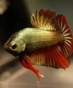 Dragon Scale Show Betta