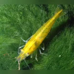 Super Yellow Shrimp