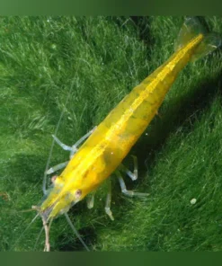 Super Yellow Shrimp