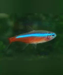 Cardinal Tetra