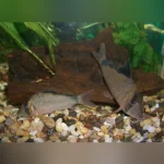 Bandit Cory