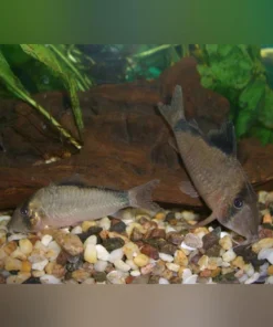 Bandit Cory