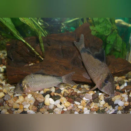 Bandit Cory