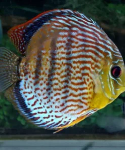 Green Tefe Discus WILD