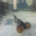 Blue Bubble Eye Goldfish
