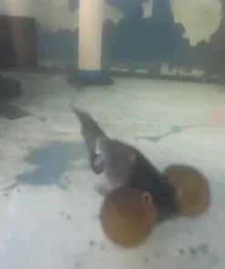 Blue Bubble Eye Goldfish