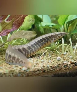Zig Zag Eel