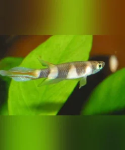 Clown Killifish (Pair)