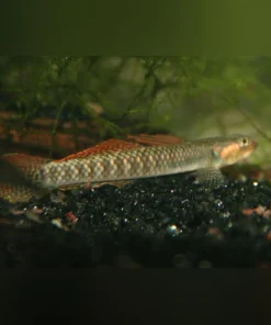 Gold Spot Stiphodon