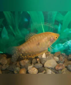 Gold Gourami