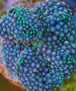 Blue Florida Ricordea Frag