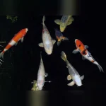 Koi 6-7"