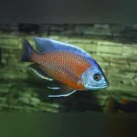 Borleyi Kadango Cichlid