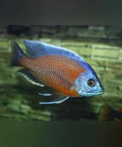 Borleyi Kadango Cichlid