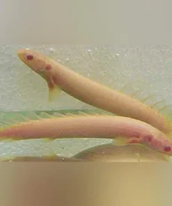 Albino Senegalese Bichir
