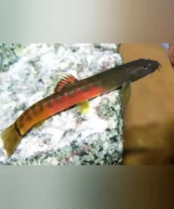 Crimson Loach