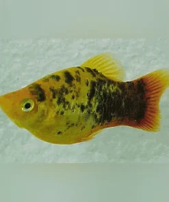 Spotted Dawn Platy