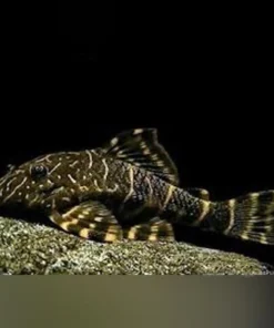 L-104 Clown Stripe Pleco