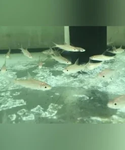 Bala Shark