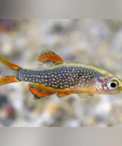 Galaxy Rasbora