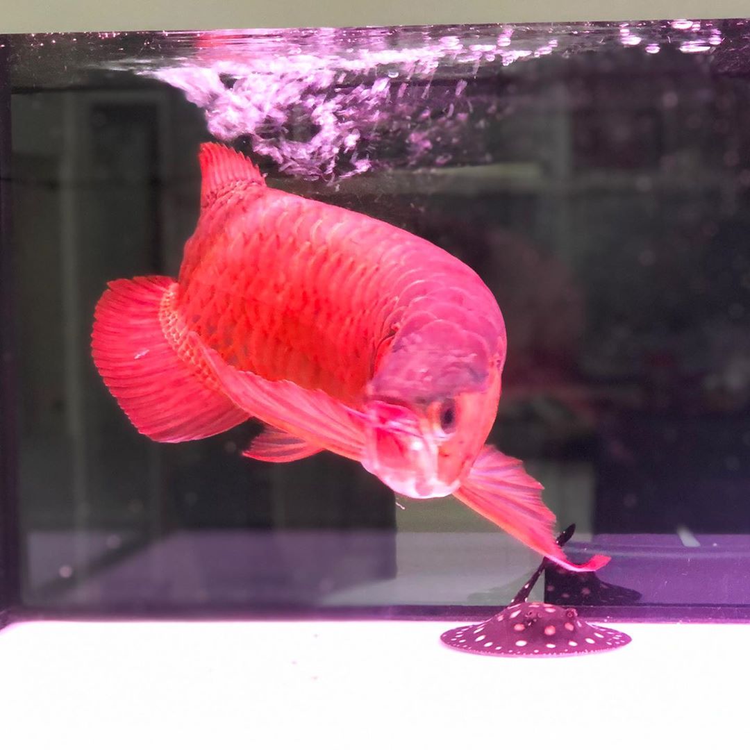 Blood Red Arowana Fish