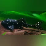 Pleco Adonis L-155