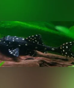 Pleco Adonis L-155