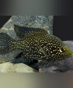 Polleni Cichlid