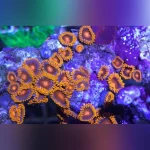 Orange Bam Bam Zoanthid