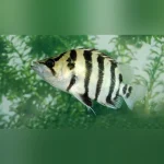 Silver Tiger Datnoid