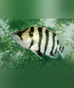 Silver Tiger Datnoid
