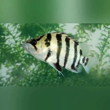 Silver Tiger Datnoid
