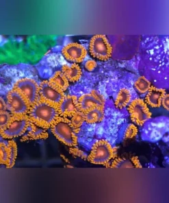 Orange Bam Bam Zoanthid