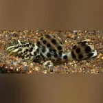 Ranger Pleco