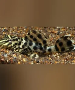 Ranger Pleco