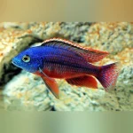 Red Empress Cichlid
