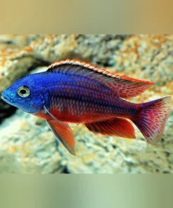 Red Empress Cichlid