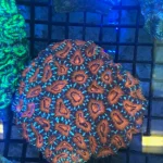Orange/Green Crush Acan Echinata Coral