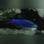 Super Blue Emperor Tetra