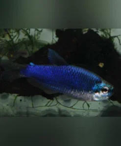 Super Blue Emperor Tetra